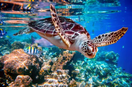 sea turtle by coral reef in clear blue ocean